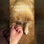 ちゅ〜るビッツだと？！ #ポメラニアン #チュ〜ル #犬 #ペット #チュール #ポメラニアンのいる暮らし #ポメ