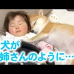 赤ちゃんが産まれたら、柴犬さんが最高に優しい「お姉さん」になった！