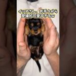 イッヌの動画見てニヤけたら負けwww #犬 #犬のいる暮らし #いぬ #ペット #かわいい #癒し #2ch動物スレ