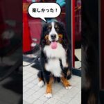 バーニーズと一緒に新大久保をお散歩🐾