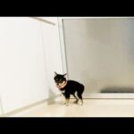 遊びに興奮してウンチが出てしまった柴犬 #shorts