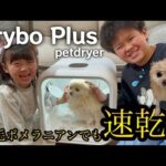 【Drybo Plus】地獄のドライヤータイムから解放された！！神アイテムのペットドライヤーでビビりのうちの犬がまさかの行動に！？