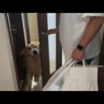 １週間ぶりの再会で愛犬が号泣する姿を見て、飼い主の方が泣いてしまった。