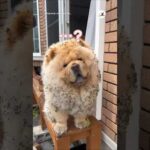 愛犬の姿が…なぜこんなことに…｜PECO #チャウチャウ #犬 #犬のいる暮らし #chowchow #dog #dogs #doglover #dogvideo #chowchowlove