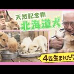 可愛い！北海道犬　４匹の子犬が産まれたよ　国の天然記念物北海道犬を守り続ける想いとは・・・