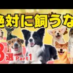 【本当はヤバイ人気犬種 8選 part1】飼いにくくて後悔している理由を解説！