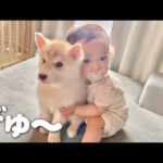 赤ちゃんハスキーを抱きしめて離さない一才児の愛情が凄すぎました・・・笑