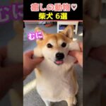 【癒しの柴犬】SNSでバズった動物かわいい犬動画９選！【Healing Shiba Inu】9 Cute Dog Videos That Went Viral on Social Media!