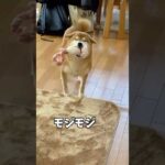 これは可愛すぎる‼️モジモジする柴犬‼️ #柴犬　#犬　#かわいい #かわいい犬 #犬のいる暮らし