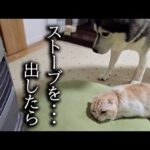 寒いので初めてストーブを出したら猫と犬達がこうなった…