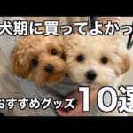 子犬期に買ってよかったおすすめ犬グッズ10選！【マルプー/チワプー】