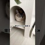 おしゃれなペット用チェスト🐶🐱#猫 #犬 #ペット #ヤマソロ #インテリア #家具