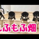 【柴犬 子犬】高くした壁をついに乗り越えてしまった子犬