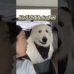 イッヌの動画見てニヤけたら負けwww #ゴールデンレトリバー #犬 #犬のいる暮らし #いぬ #かわいい #2ch動物スレ