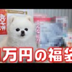 【お正月】犬の高級福袋の中身がスゴすぎた件