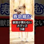 【知らないと危険】獣医師が買わない犬グッズ3選