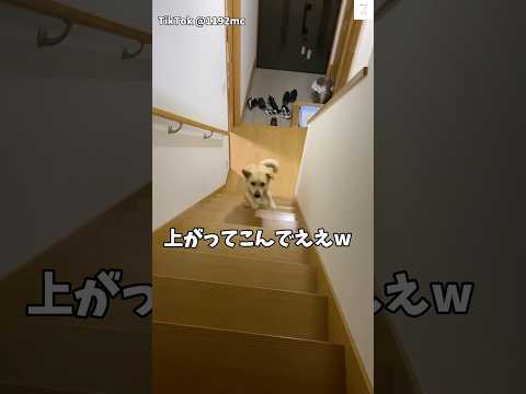 トイレどころじゃない‼️撫でてほしい犬の本音　#犬　#かわいい犬 #犬のいる暮らし #おもしろ #保護犬